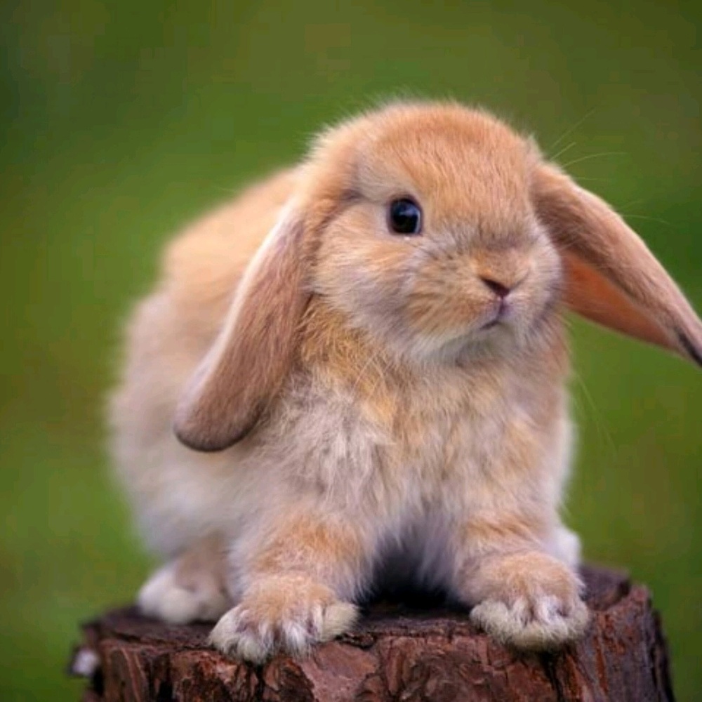 Meet your Posher, Eden